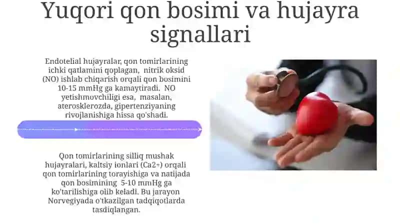 Arterial bosimning boshqariluvda hujayralarning roli 4