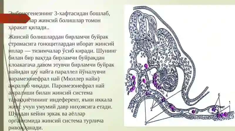 ERKAKLAR REPRODUKTIV SISTEMASI 4