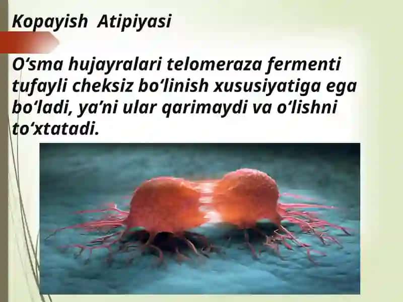 Kopayish Atipiyasi 4