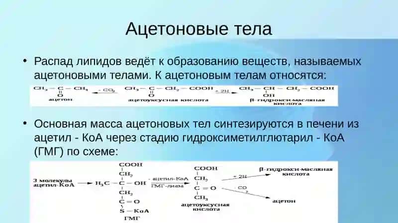 Углеводом липидном аминокислот 4