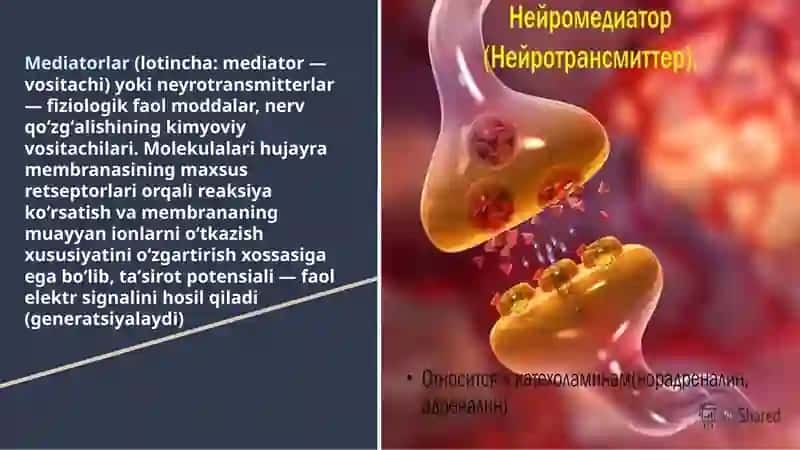 Neyromediatorlar biosintezi, ahamiyati va kasalliklari 4