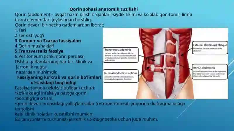 Ko‘krak va qorin fassiyalari 4