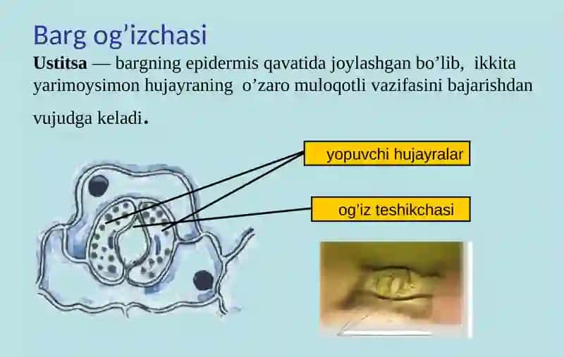 Barg ichki tuzilishi 4
