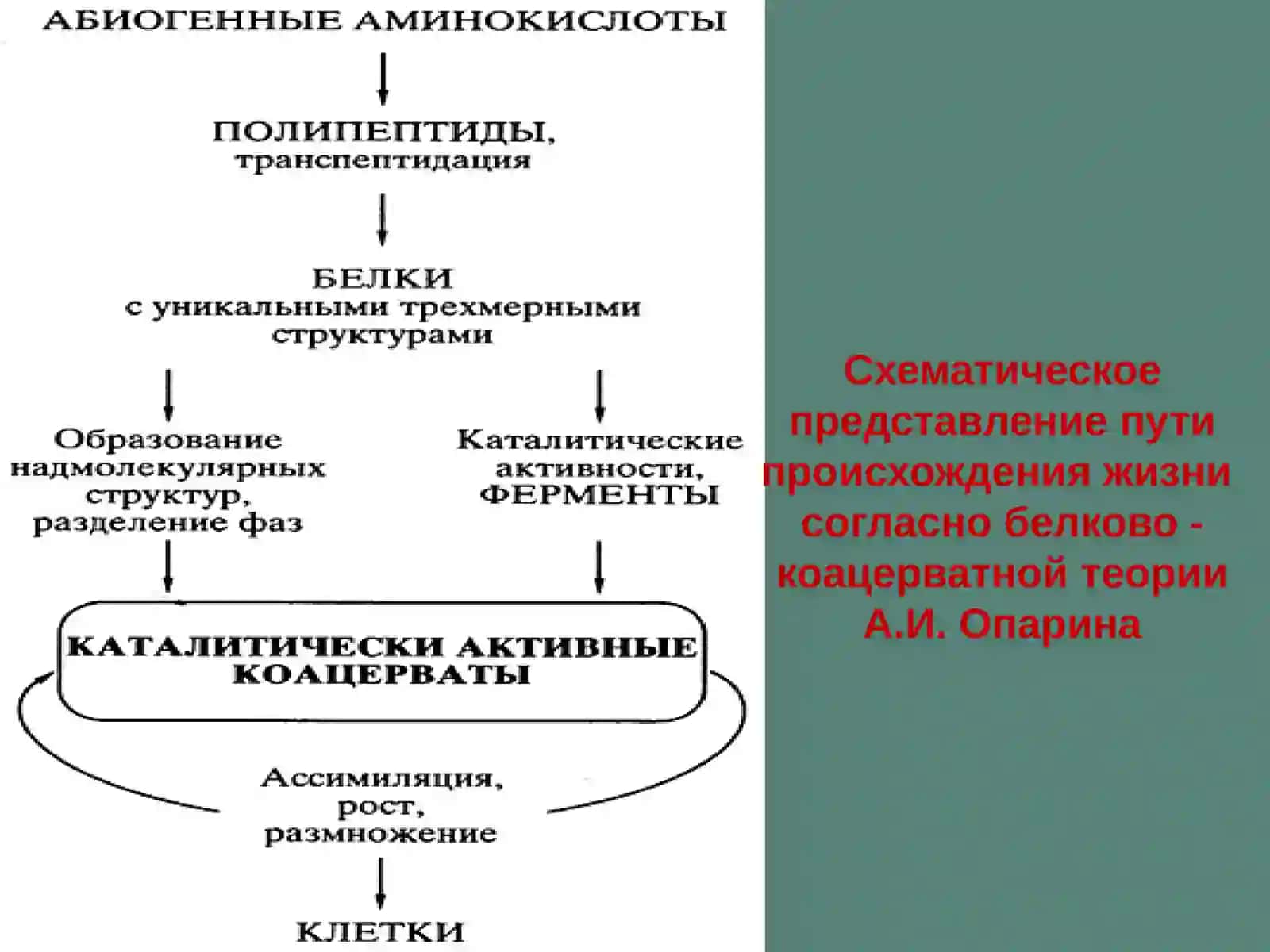 Программа Геном человека 4