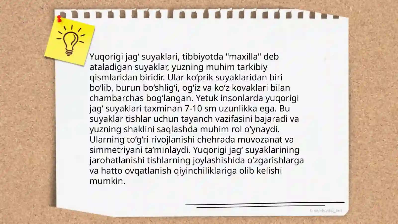 Yuqorigi jag' anatomiyasi 4