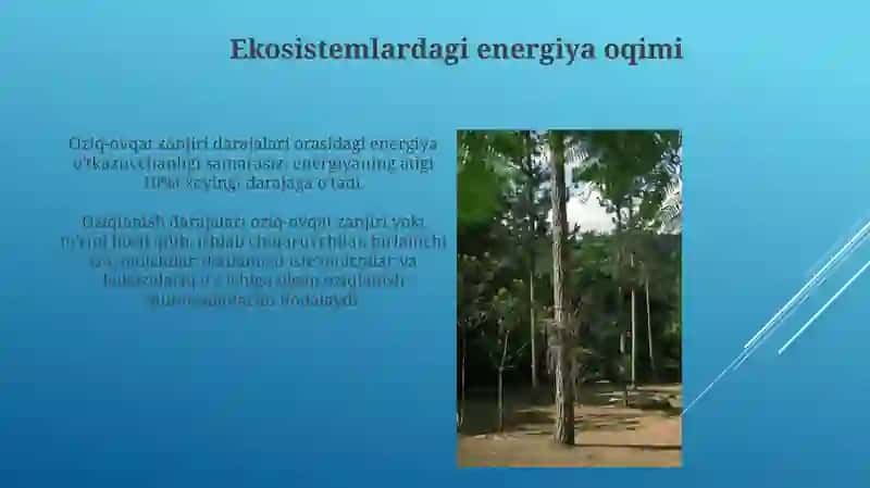 Ekotimizimlarning trofik strukturasi 4