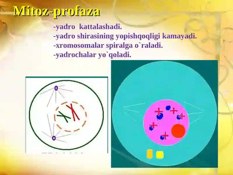 Tirik organizmlarning ko‘payish xillari 4