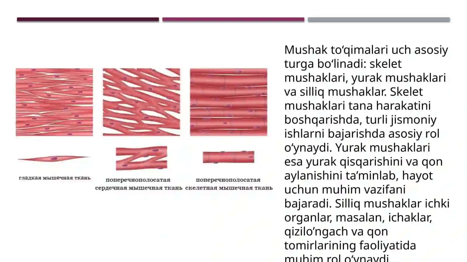 Mushak to’qimasi 4