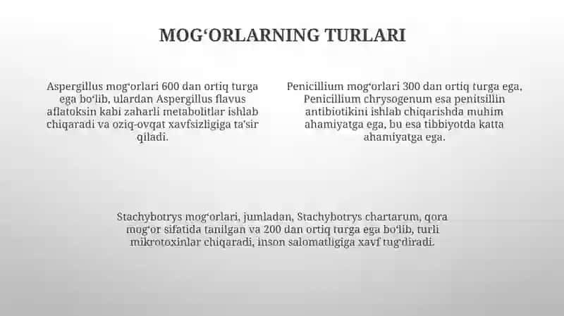Mogʻor zamburugʻlari 4