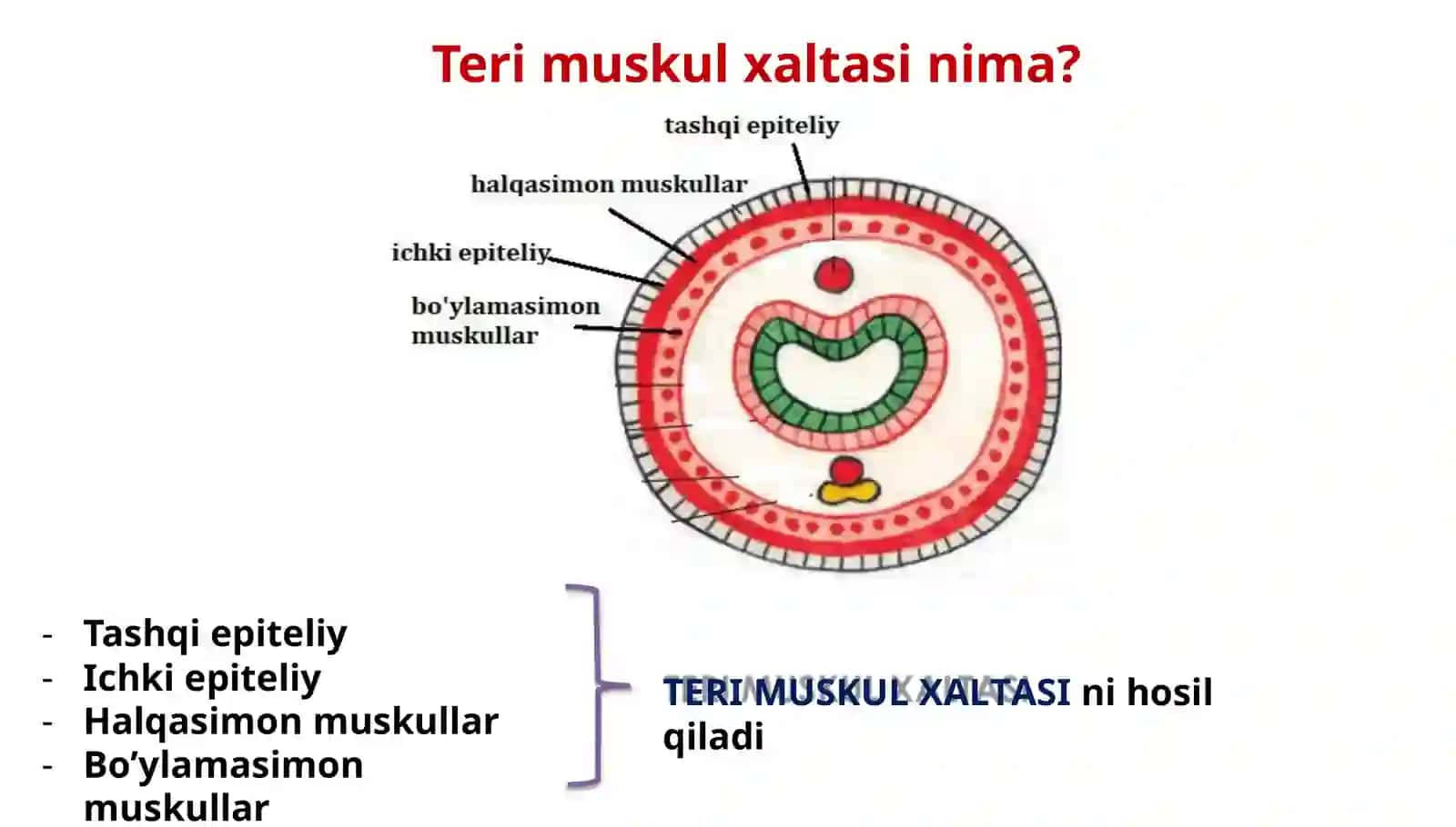 Halqali chuvalchanglar tipi 4