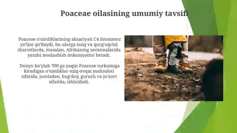 Poaceae va Alliaceae oilalarining mazmuni 4