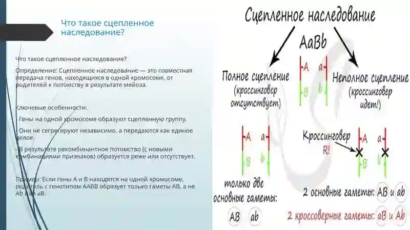 Сцепленное наследование 4