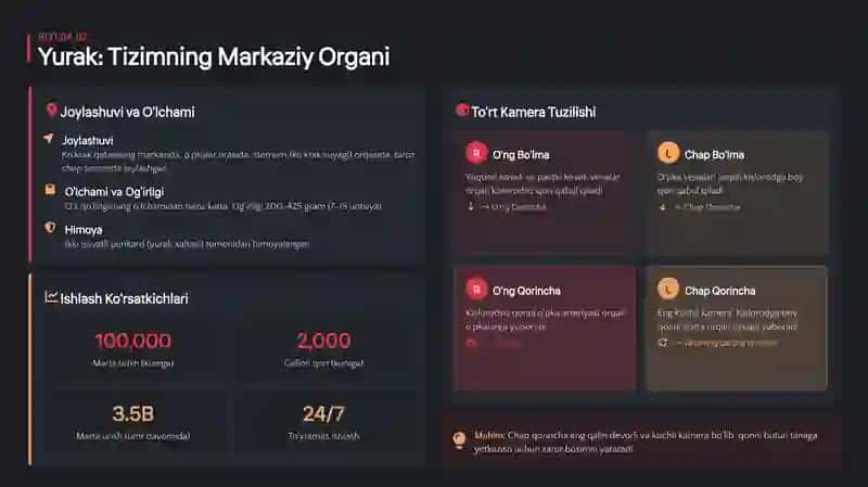 TIBBIY ANATOMIYA Qon Aylanish Sistemasi 4