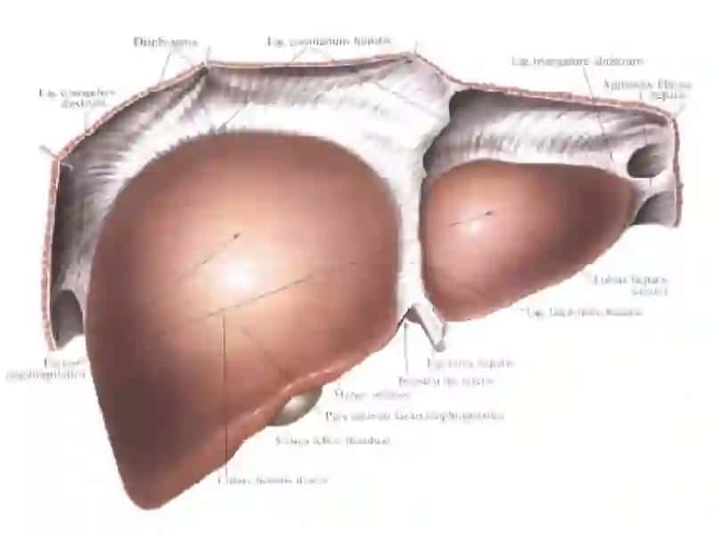 Органография 4