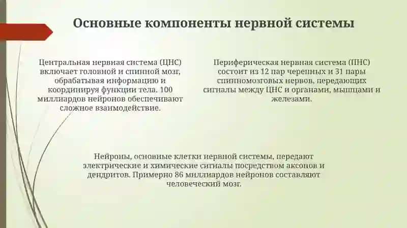 Нервная система. Стили речи 4