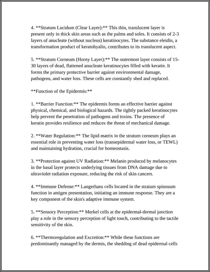 Epidermis structure and function 4