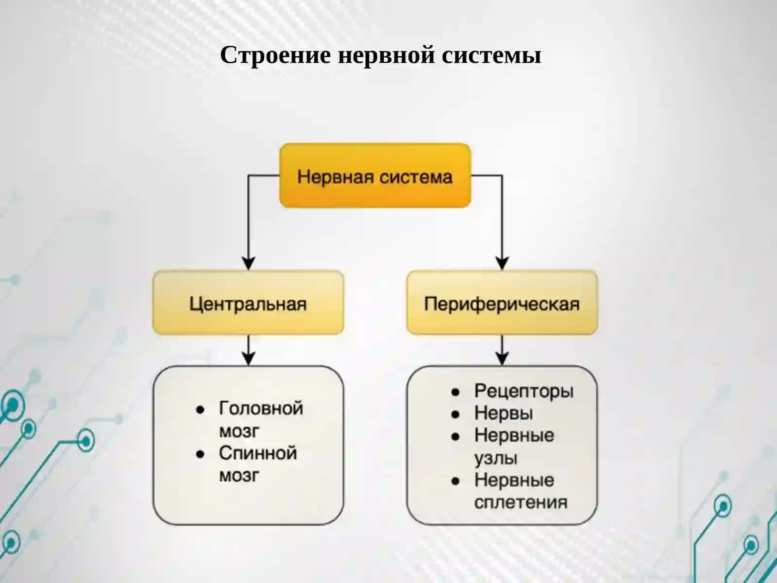 ЦЕНТРАЛЬНАЯ НЕРВНАЯ СИСТЕМА 4