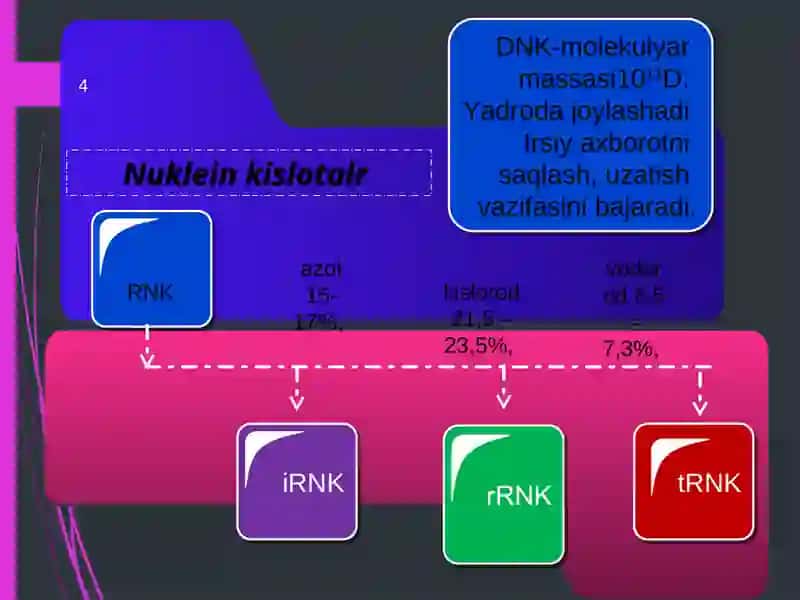 NUKLEIN KISLOTALAR TUZILISHI VA FUNKSIYALARI 4
