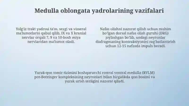 Medulla Oblongata yadrolari 4
