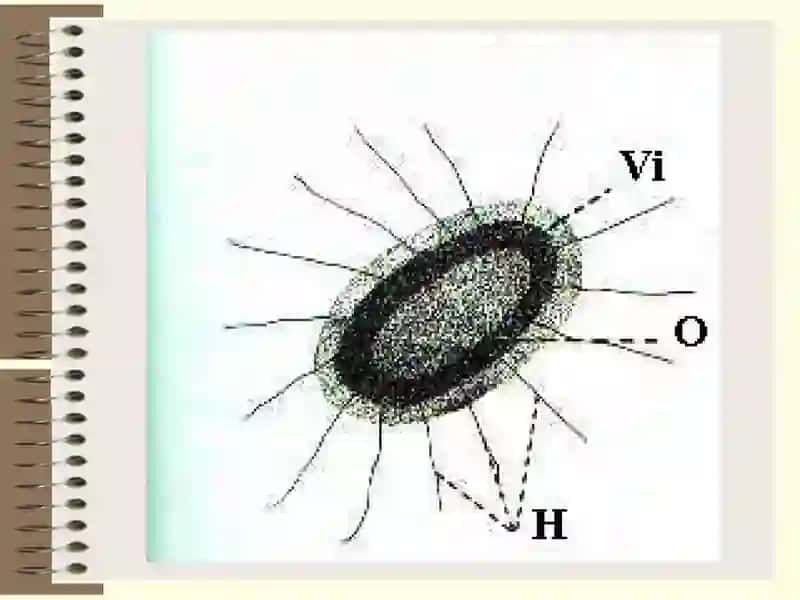 Pathogenic Enterobacteriaceae 4