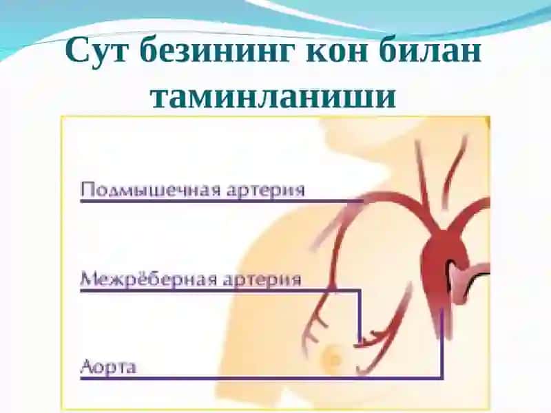 Сут бези саратони 4