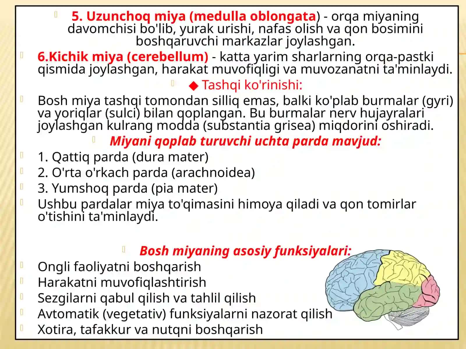 12 juft boshmiya nervlari 4