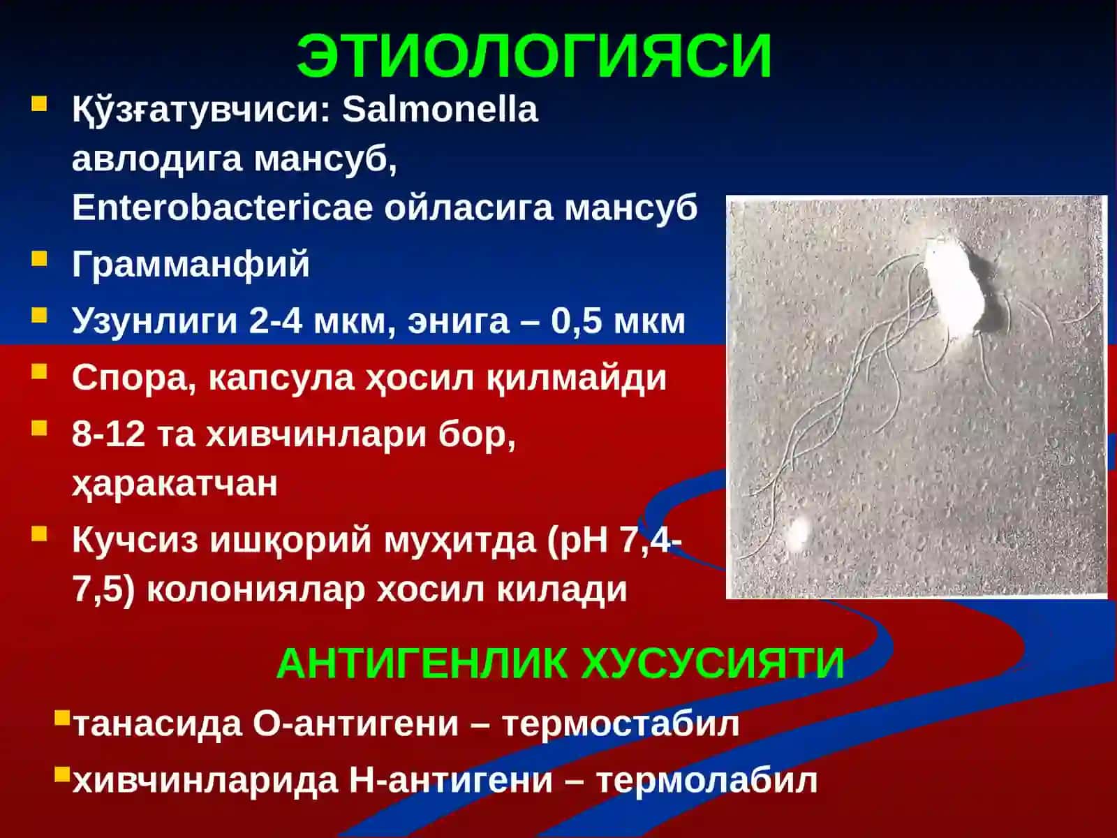 САЛЬМОНЕЛЛЁЗЛАР 4