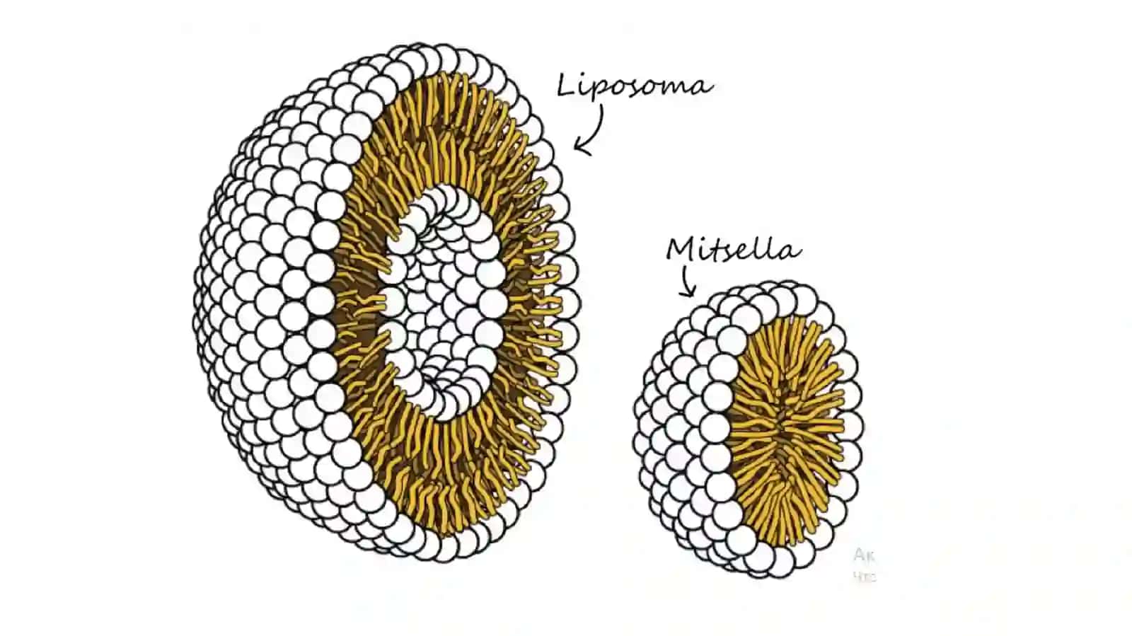 Hujayra membranasi biokimyosi 4