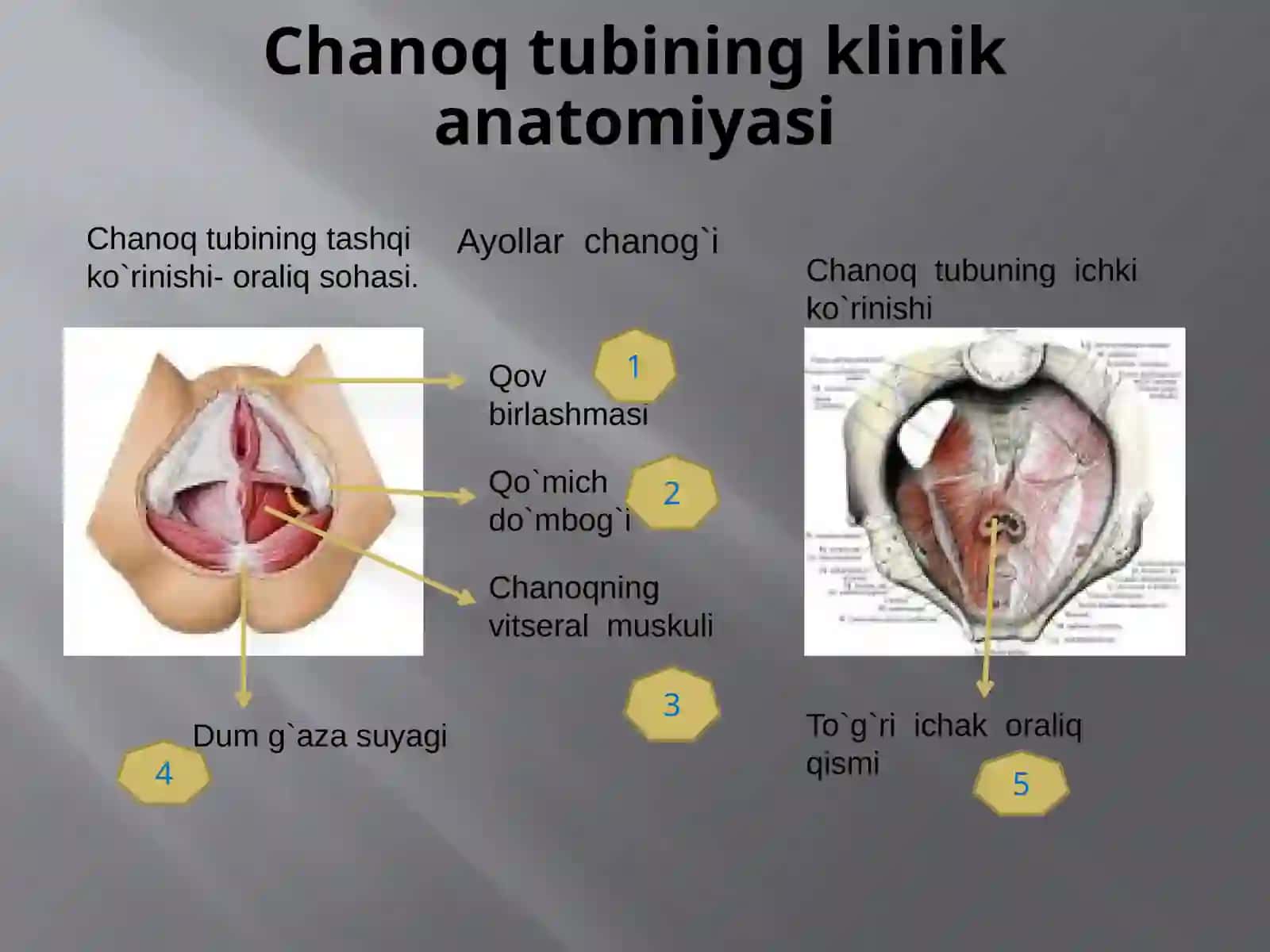Chanoqsohasining klinika anatomiyasi 4