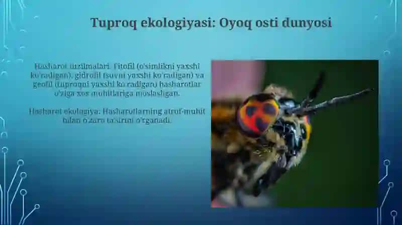 Hasharotlar ekologiyasi 4