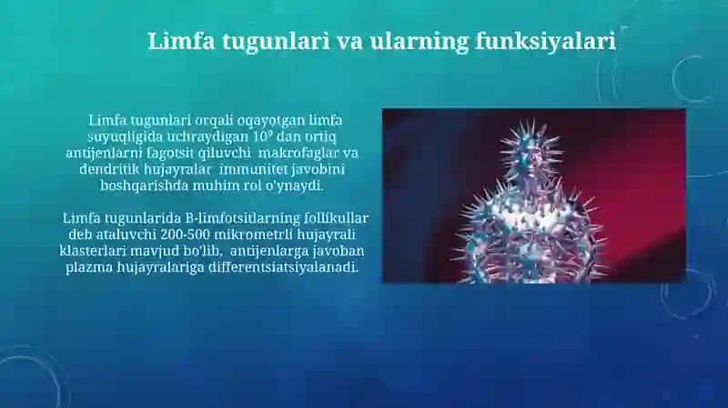 Immun-himoya reaksiyalarining morfologik asoslari 4
