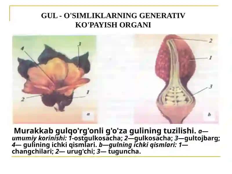 gulning tuzilishi. Androtsey va Genetsiy 4