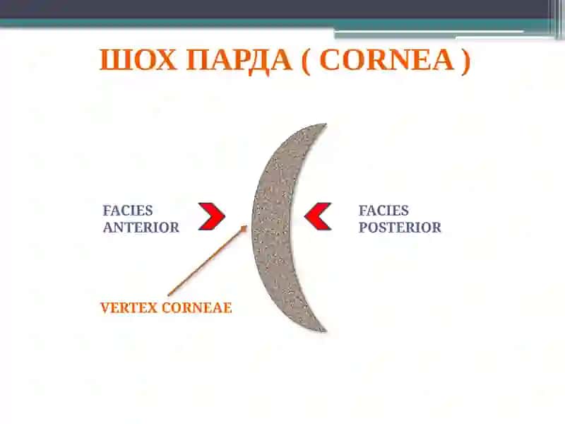 Шох парда (cornea) 4