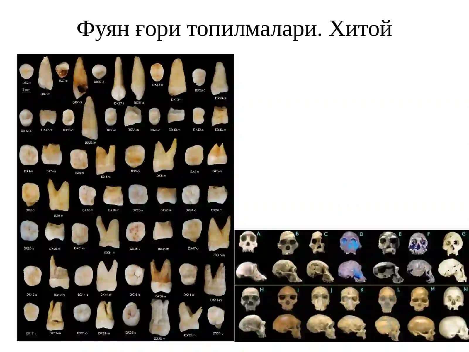 Узоқ Шарқ палеолит ва мезолит даврида 4
