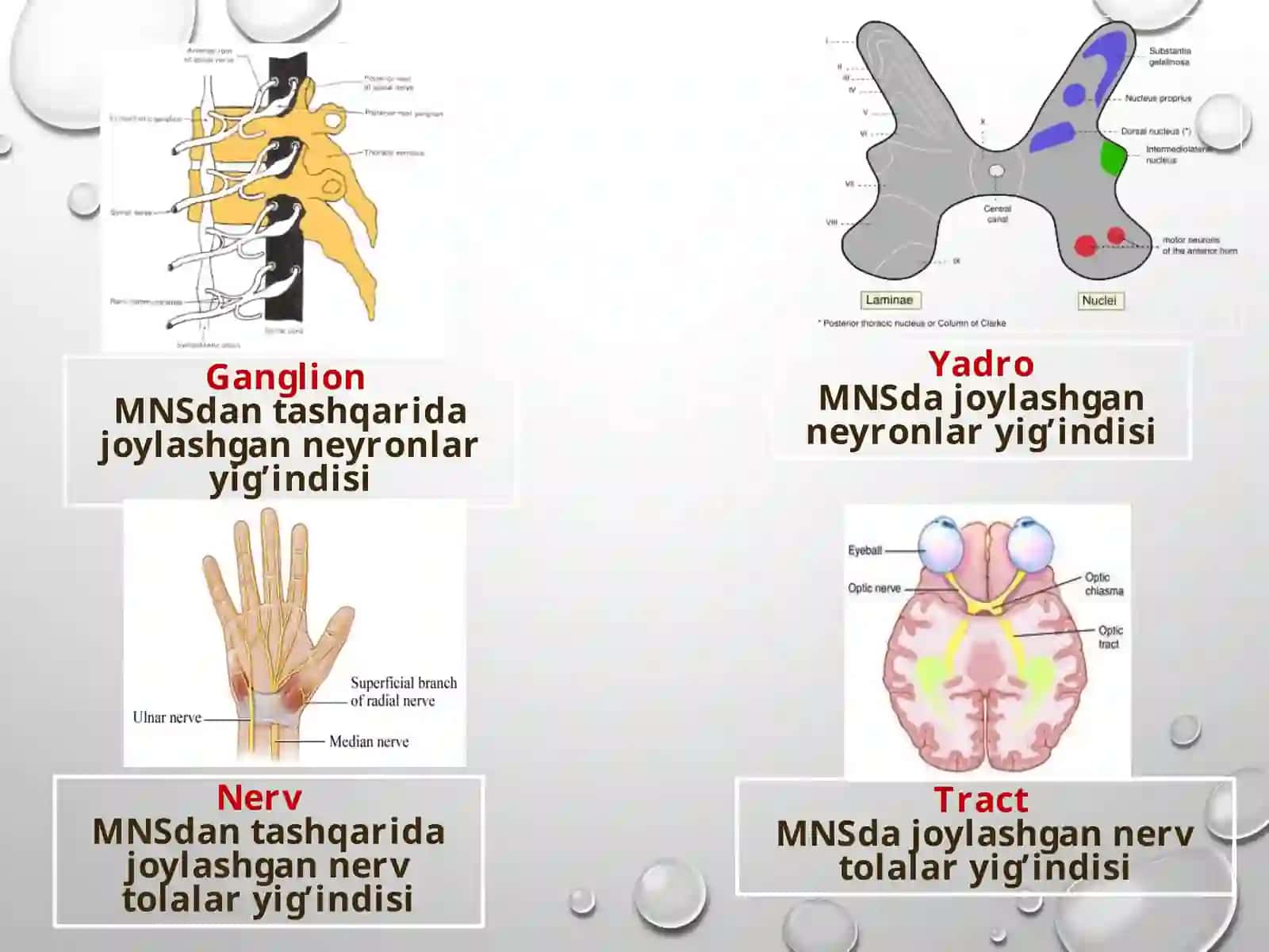 ORQA MIYANING REFLEKTOR VA O’TKAZUVCHI YO’L FAOLIYATI, TEKSHIRISH USULLARI 4