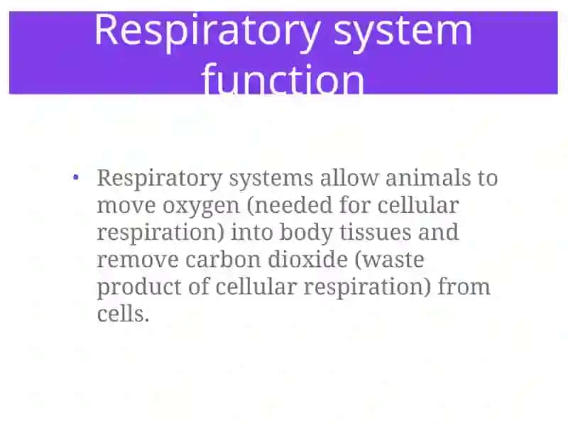 Respiratory System 4