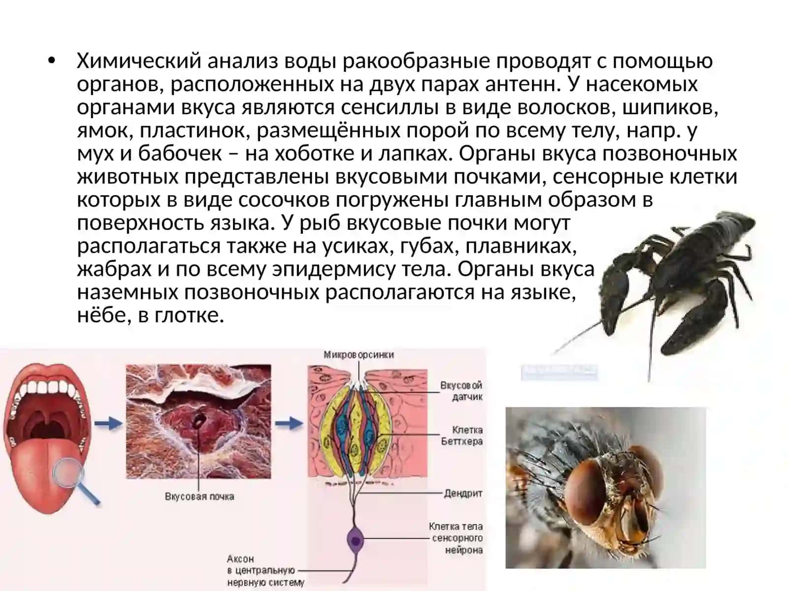Хеморецепция 4