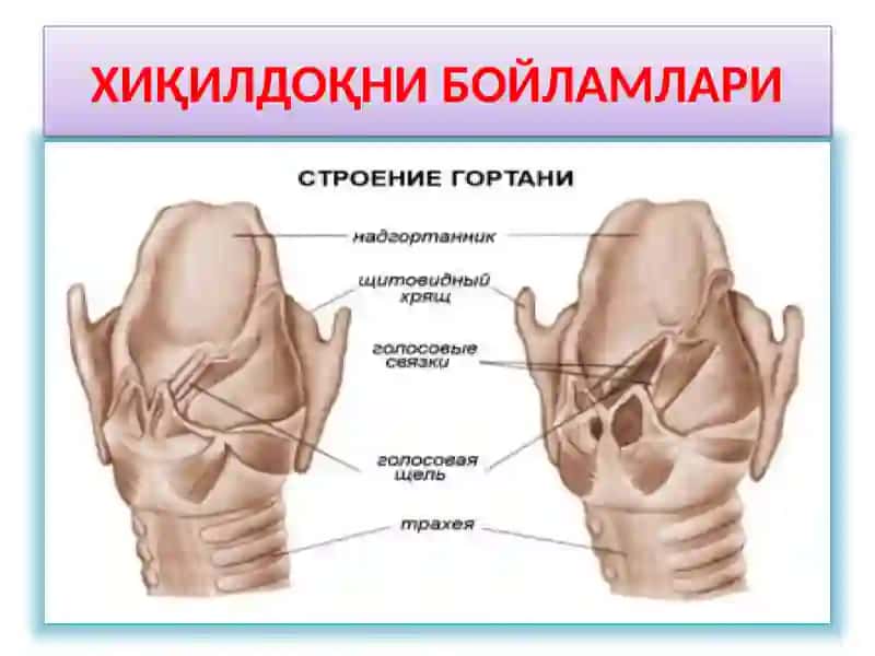ХИҚИЛДОҚНИКЛИНИК АНАТОМИЯСИ 4