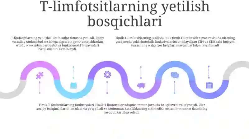 Timusdagi T Limfotsitlar Tuzilishi 4