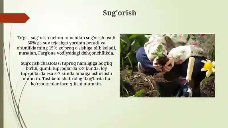 Gul oʻsimliklar ekish 4