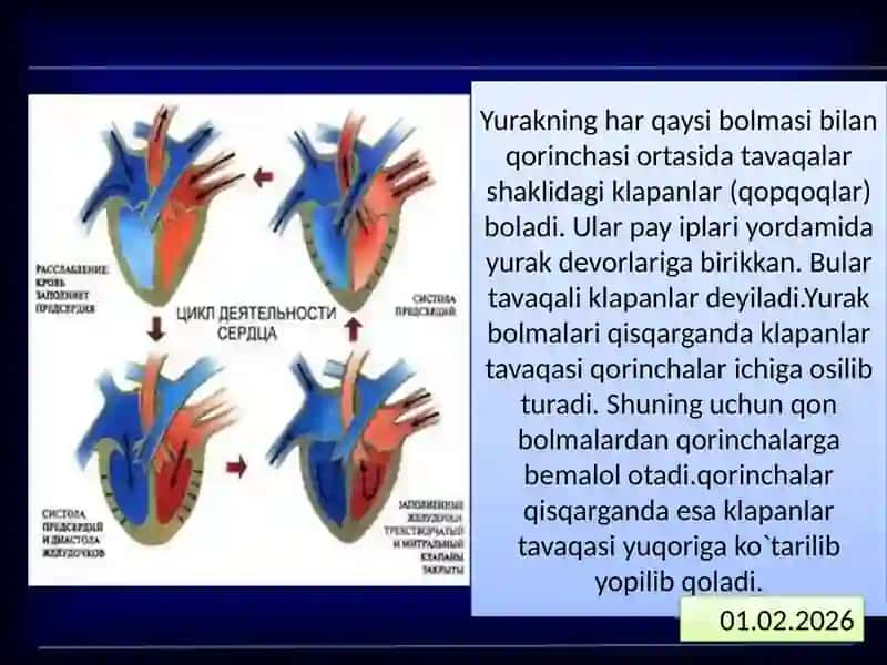 Qonvayurakqontomirtizimituzilishi 4