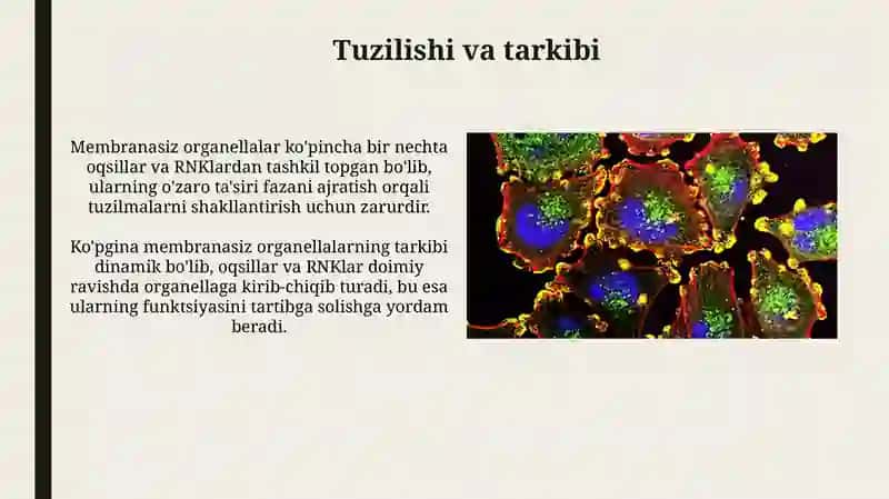Membranasizorganoidlar 4