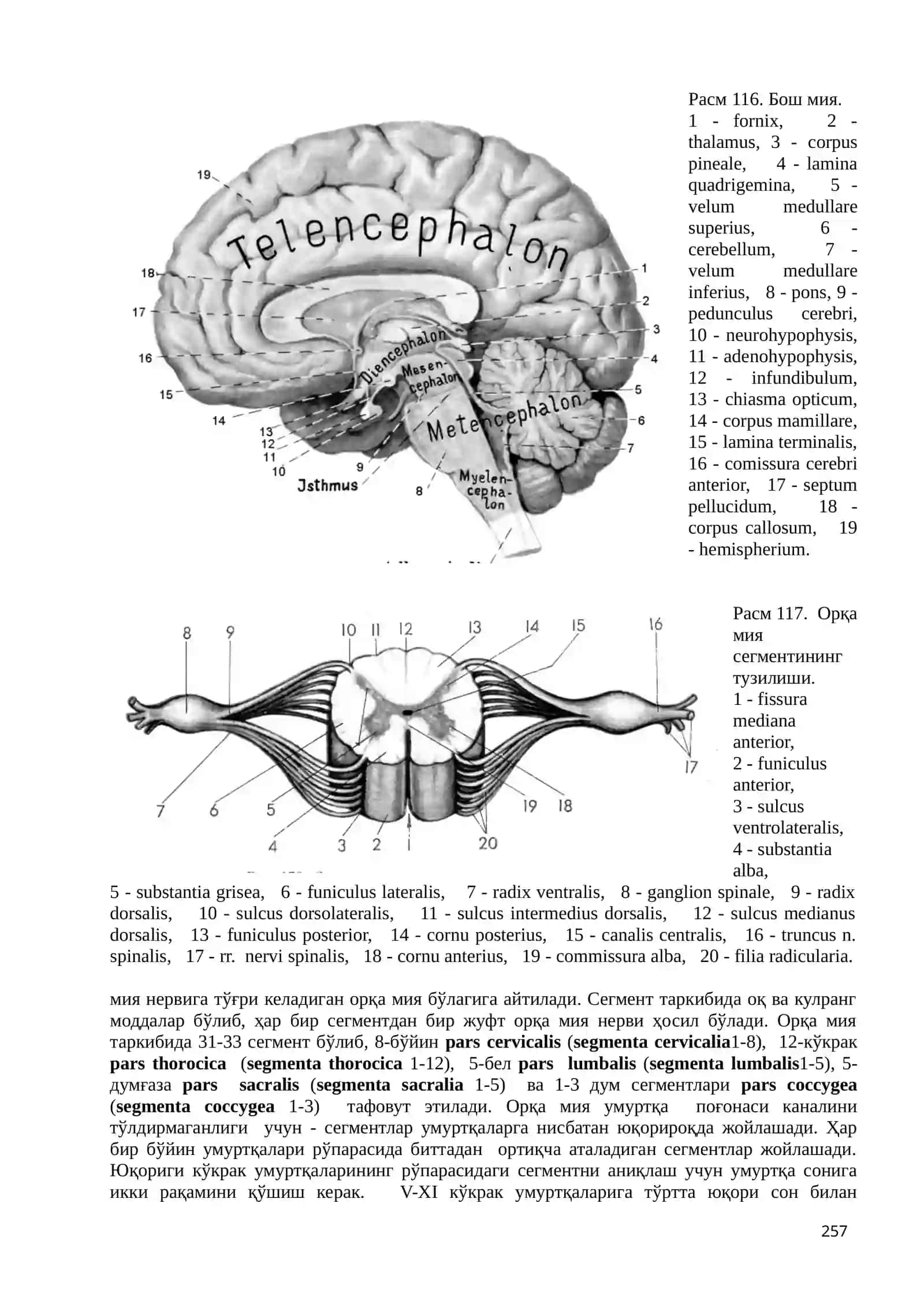 Neurologia – нерв тизими ҳақида бўлим 4
