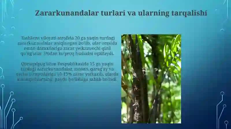 Hashorotlarning o'rmon xo'jaligiga zararini aniqlash 4