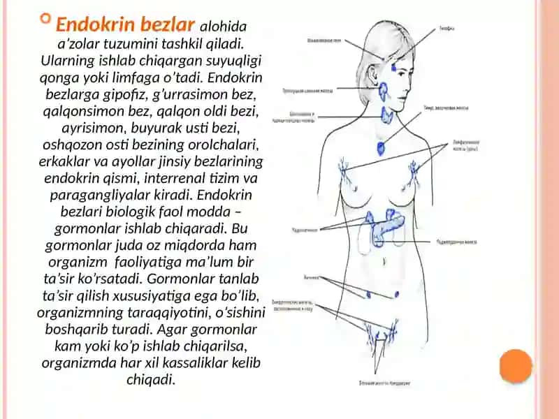 Ekzokrin va endokrin azolar haqida tushuncha 4