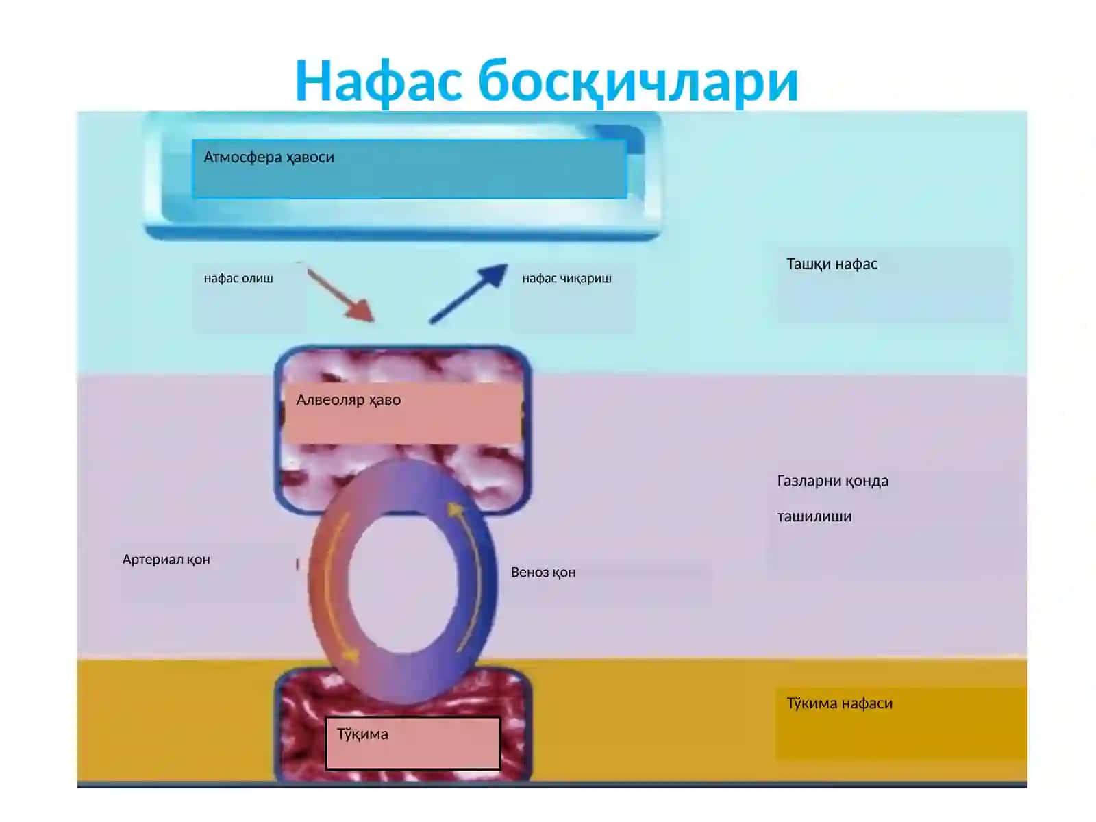 Нафастизими физиологияси 4