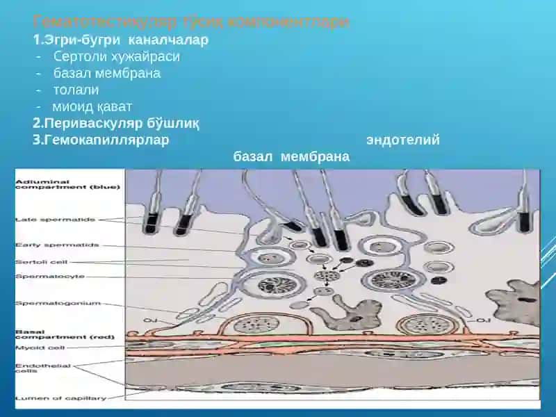 Эркаклар жинсий системаси 4