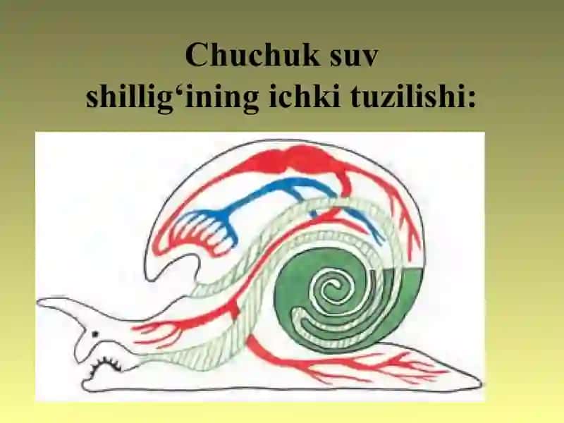 ikki pallali va boshoyoqli molyuskalar sinflari. 4