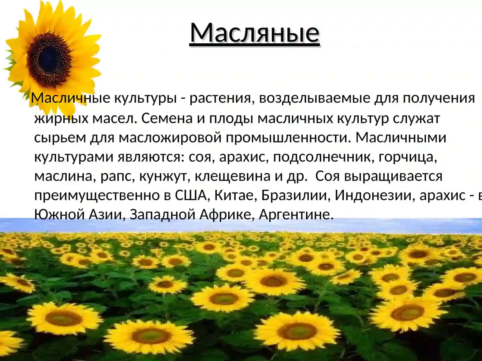Технические культуры 4
