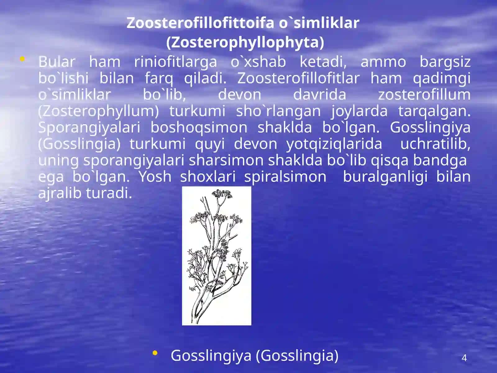 Riniyatoifalar (Rhyniophyta) 4